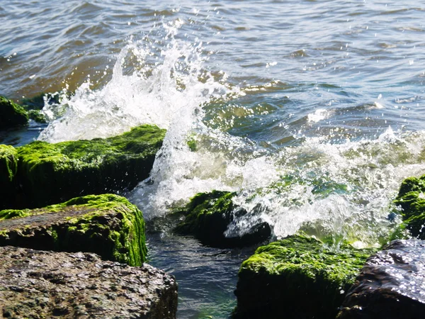 Algen auf Felsen am Strand — Stockfoto