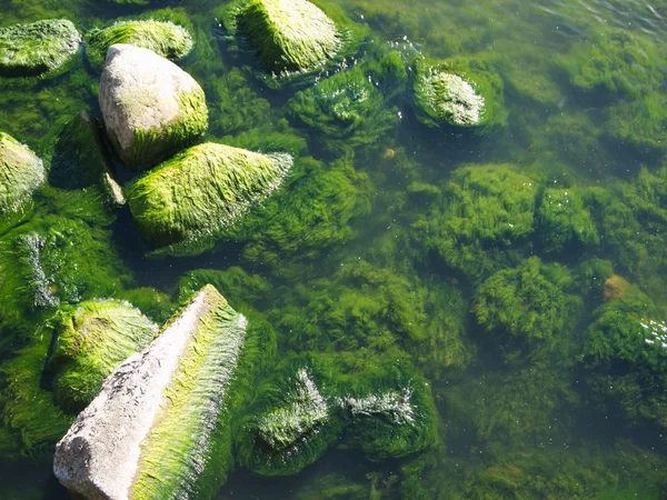 海滩岩石上的海藻 — 图库照片