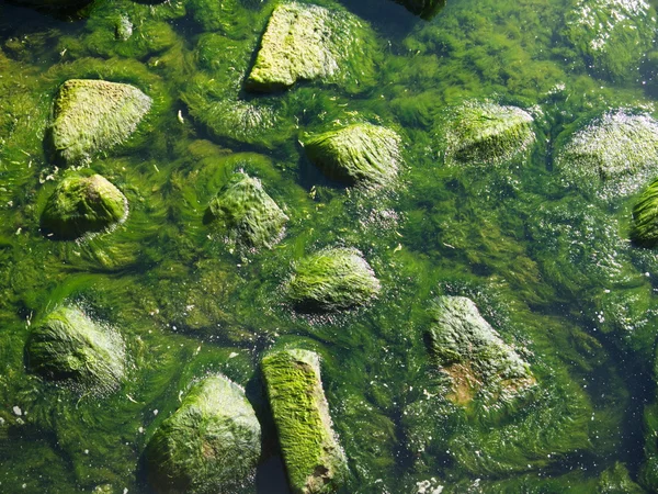 Морские водоросли на скалах на пляже — стоковое фото