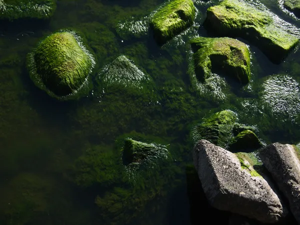 生长的海藻 — 图库照片