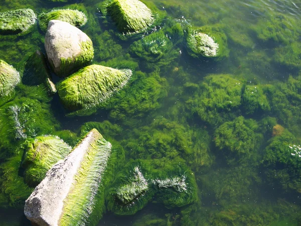 Algas marinas sobre rocas en la playa —  Fotos de Stock