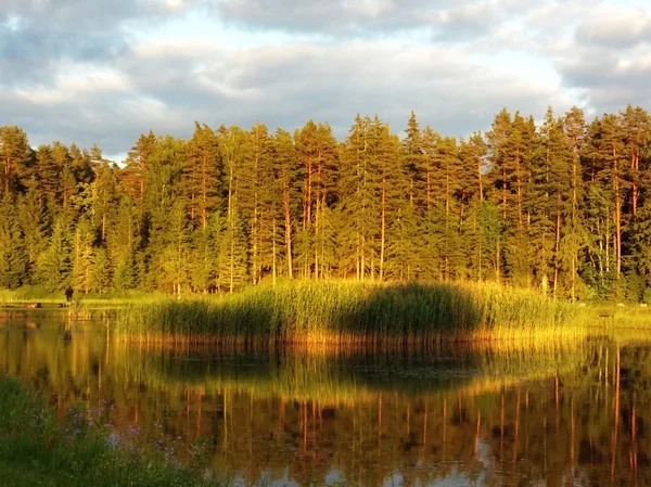 Bosque idílico junto al lago en otoño —  Fotos de Stock