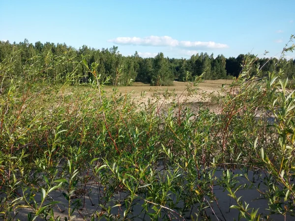 Rośliny rosnące przy plaży nad Morzem Bałtyckim — Zdjęcie stockowe