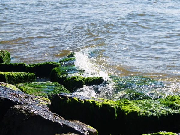 Морские водоросли на скалах на пляже — стоковое фото