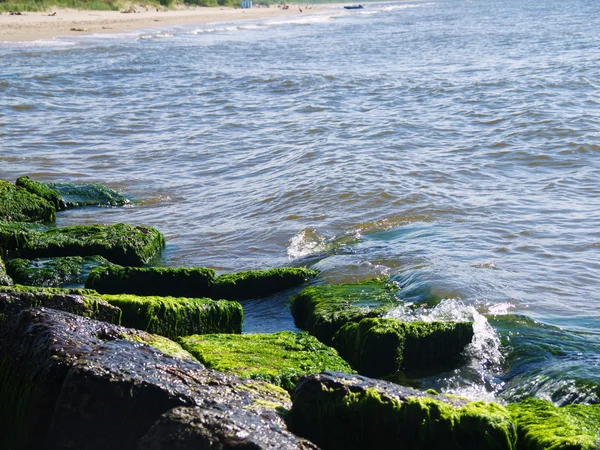 Морские водоросли на скалах на пляже — стоковое фото