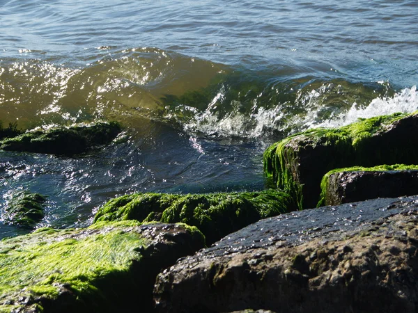 Морские водоросли на скалах на пляже — стоковое фото