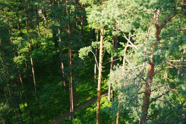 Fir tree forest in morning time — Stock Photo, Image