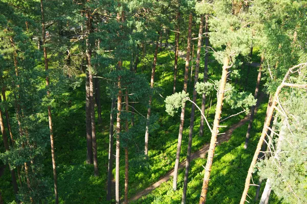 Tannenwald im Morgengrauen — Stockfoto