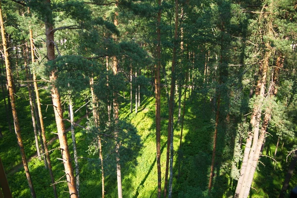 Bosque de abeto en la mañana — Foto de Stock