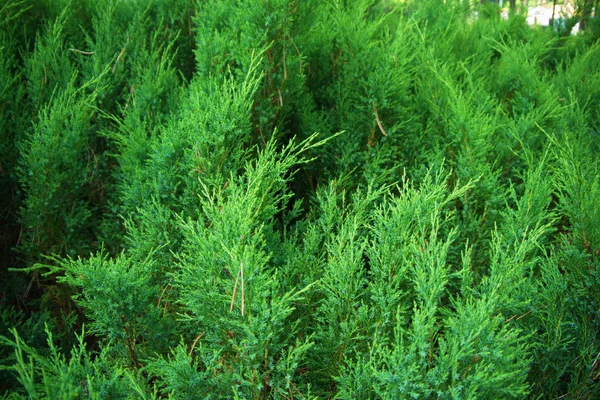 Fir tree forest in morning time — Stock Photo, Image