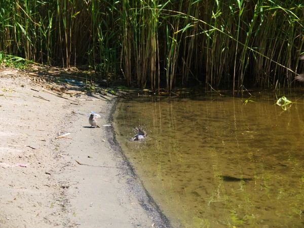 Uccello trampoliere di sabbia sulla riva del fiume — Foto Stock