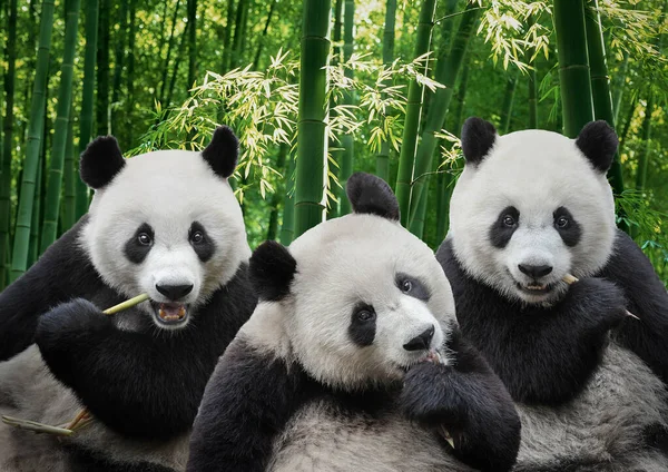 Three Hungry Giant Panda Bear Eating Bamboo Together — Stock Photo, Image