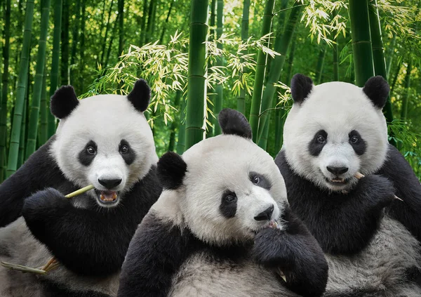 Drie Hongerige Reusachtige Pandabeer Eten Samen Bamboe Rechtenvrije Stockfoto's