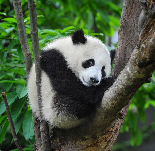 Lindo Oso Panda Gigante Joven Árbol — Foto de Stock
