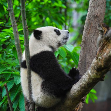 Ağaçtaki sevimli dev panda.