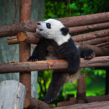 Sevimli ve oynak genç panda