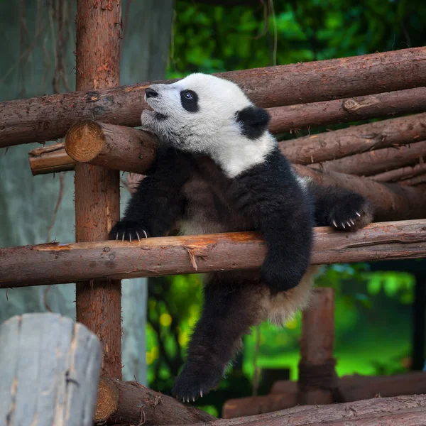 Niedlicher Und Verspielter Junger Pandabär — Stockfoto
