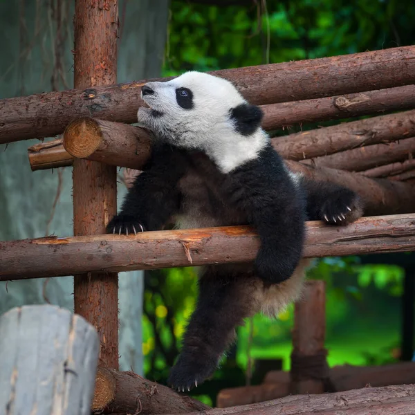 Leuke Speelse Jonge Pandabeer Stockfoto