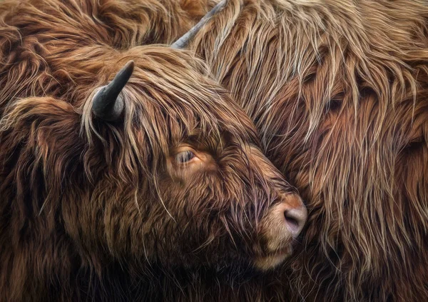 Close Van Een Schotse Hooglandkoe Harige Koe Rechtenvrije Stockfoto's