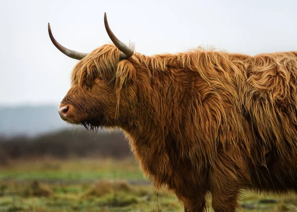 Closeup Scottish Highland Cattle Hairy Cow — Stock Photo, Image