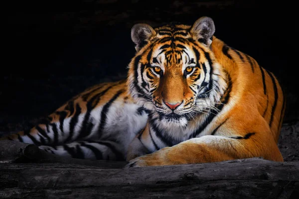 Närbild Sibirisk Tiger Amur Tiger — Stockfoto