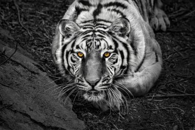Sibirya kaplanına yakın çekim (Amur kaplanı )