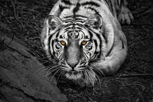 Closeup Siberian Tiger Amur Tiger Stockafbeelding
