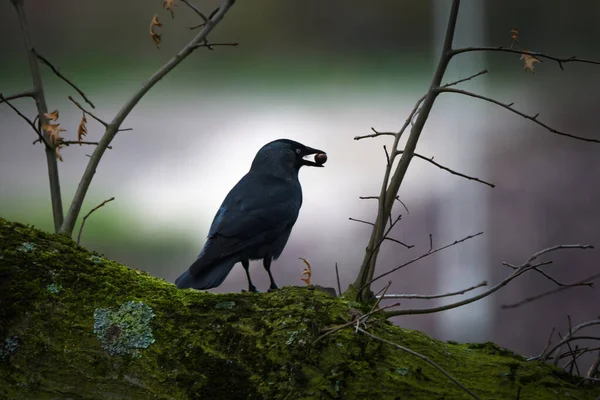 Black daw bird with berry in beak