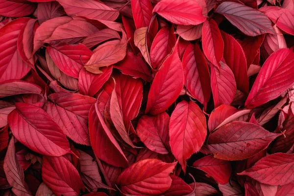Beautiful Red Autumn Leaves Nature Rechtenvrije Stockafbeeldingen
