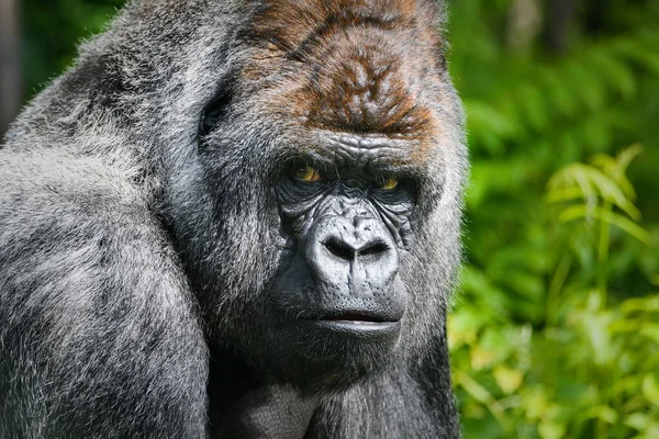 Portret Van Een Gorilla Westelijk Laagland Gorilla Stockfoto