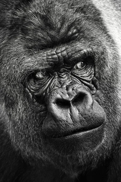 Black white portrait of a gorilla (western lowland gorilla )