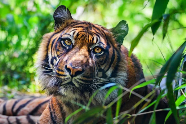 Närbild Sumatran Tiger — Stockfoto