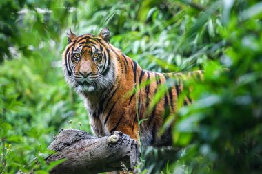 Close-up of a Sumatran  tiger in a jungle