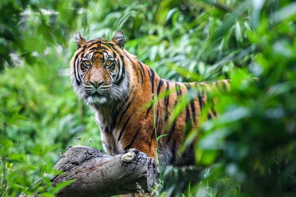 Close Sumatran Tiger Jungle — 스톡 사진