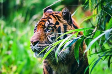 Close-up of a Sumatran  tiger in the jungle