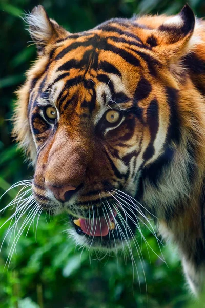 Close Sumatran Tiger Jungle — Stock Fotó