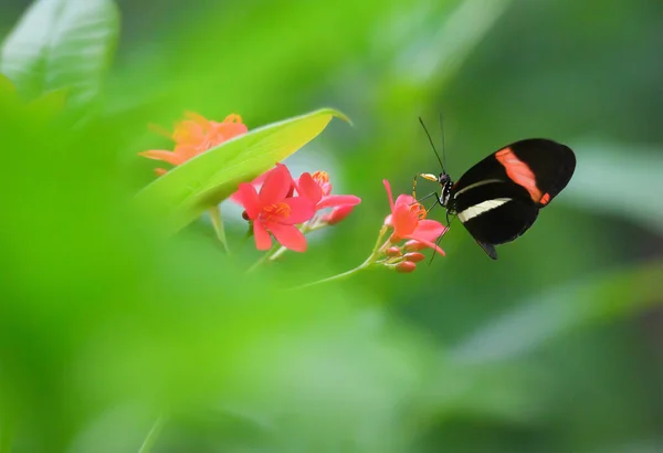 Beautiful Butterfly Pink Flower — Stock Photo, Image