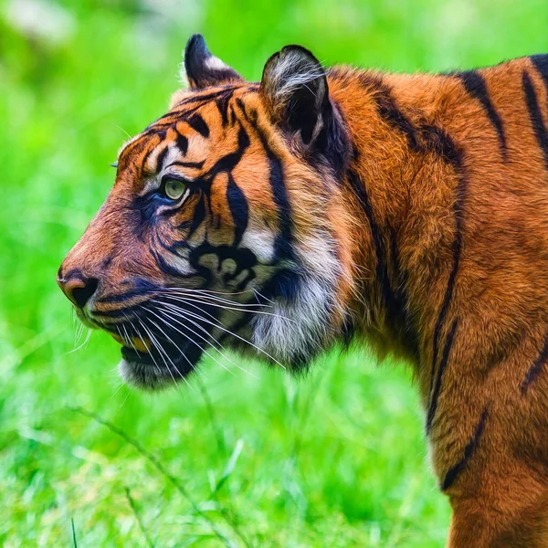 Primo Piano Una Tigre Sumatra — Foto Stock
