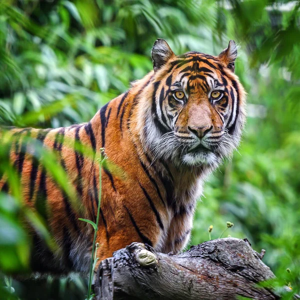 Ormandaki Bir Sumatra Kaplanının Yakın Çekimi — Stok fotoğraf