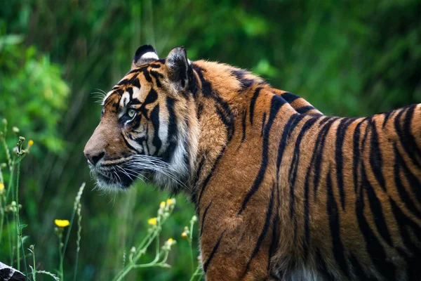 Close Sumatran Tiger Jungle — Foto Stock