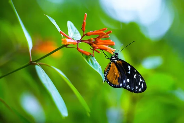 Hermosa Mariposa Aterrizando Una Flor Roja — Foto de Stock
