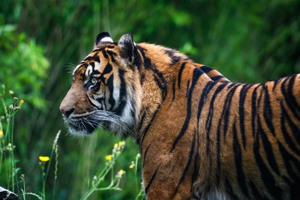Close Sumatran Tiger Jungle Stok Fotoğraf