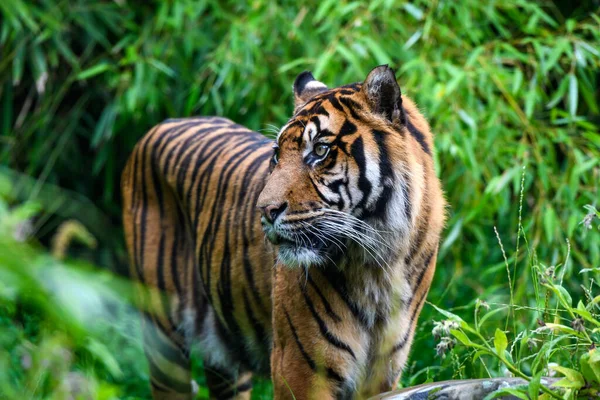 Ormandaki Bir Sumatra Kaplanının Yakın Çekimi — Stok fotoğraf