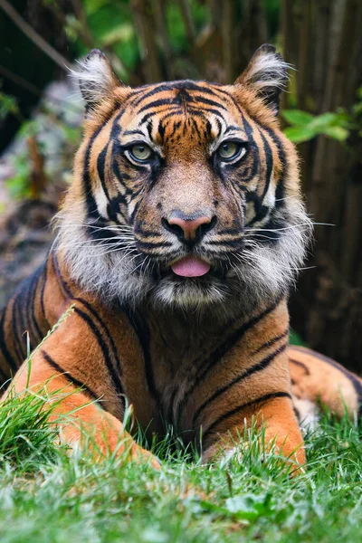 Portrait Sumatran Tiger Sticking Out Tongue — Foto Stock