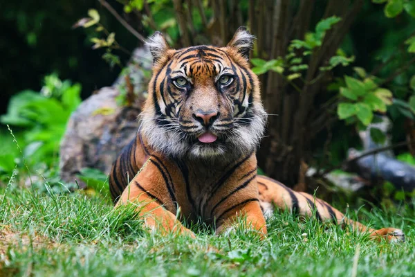 Close Sumatran Tiger Sticking Out Tongue — Stock Fotó
