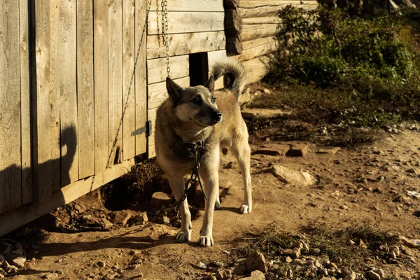 Havlayan gri bir köpek kulübesinde duruyor..