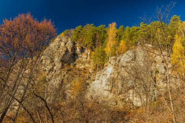 Ağaçların büyüdüğü yüksek bir kayanın alt görüntüsü. Fotoğraf: Kurgursky Bölgesi, Perm Bölgesi, Rusya.
