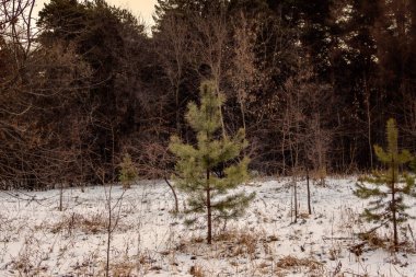 Karla kaplı bir ormanda küçük yumuşacık yapraklar yetişir..