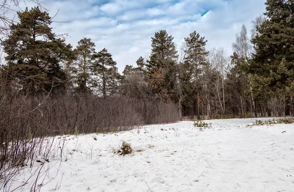 Paisagem de inverno, árvores de diferentes cores e tons em uma floresta coberta de neve contra o céu de nuvens. — Fotografia de Stock
