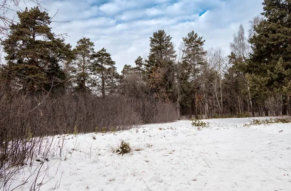 Paysage hivernal, arbres de différentes couleurs et nuances dans une forêt enneigée contre le ciel nuageux. — Photo